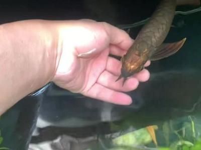 金龍魚(yú)的壽命有多長(zhǎng)？：紅金龍魚(yú)的壽命有多長(zhǎng)？
