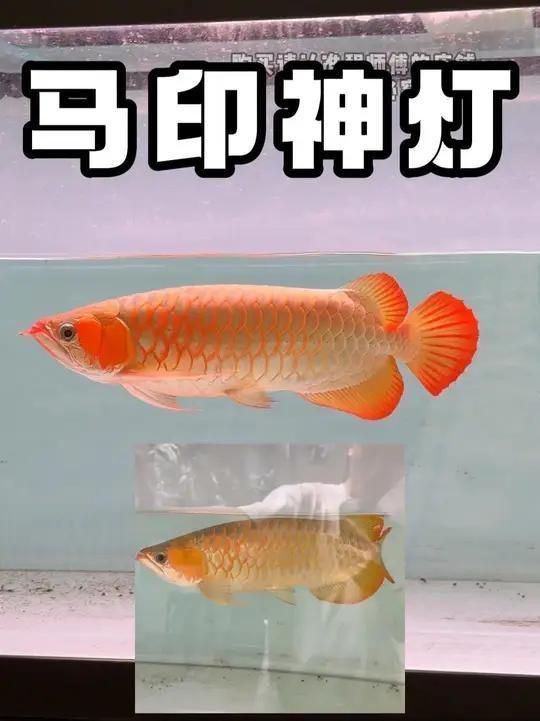 馬印神燈官方入口