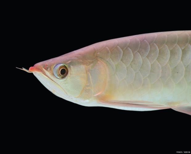 銀龍魚(yú)多少錢(qián)一條啊圖片欣賞