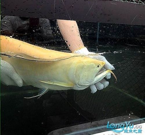 銀龍魚(yú)多少錢(qián)一條啊圖片欣賞