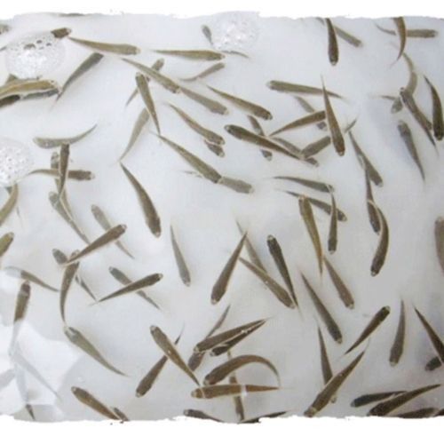 銀龍魚(yú)多少錢(qián)一條啊圖片欣賞