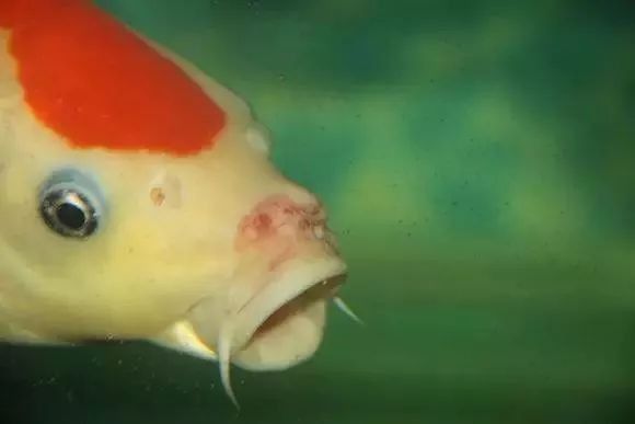 金龍魚嘴撞破了怎么處理