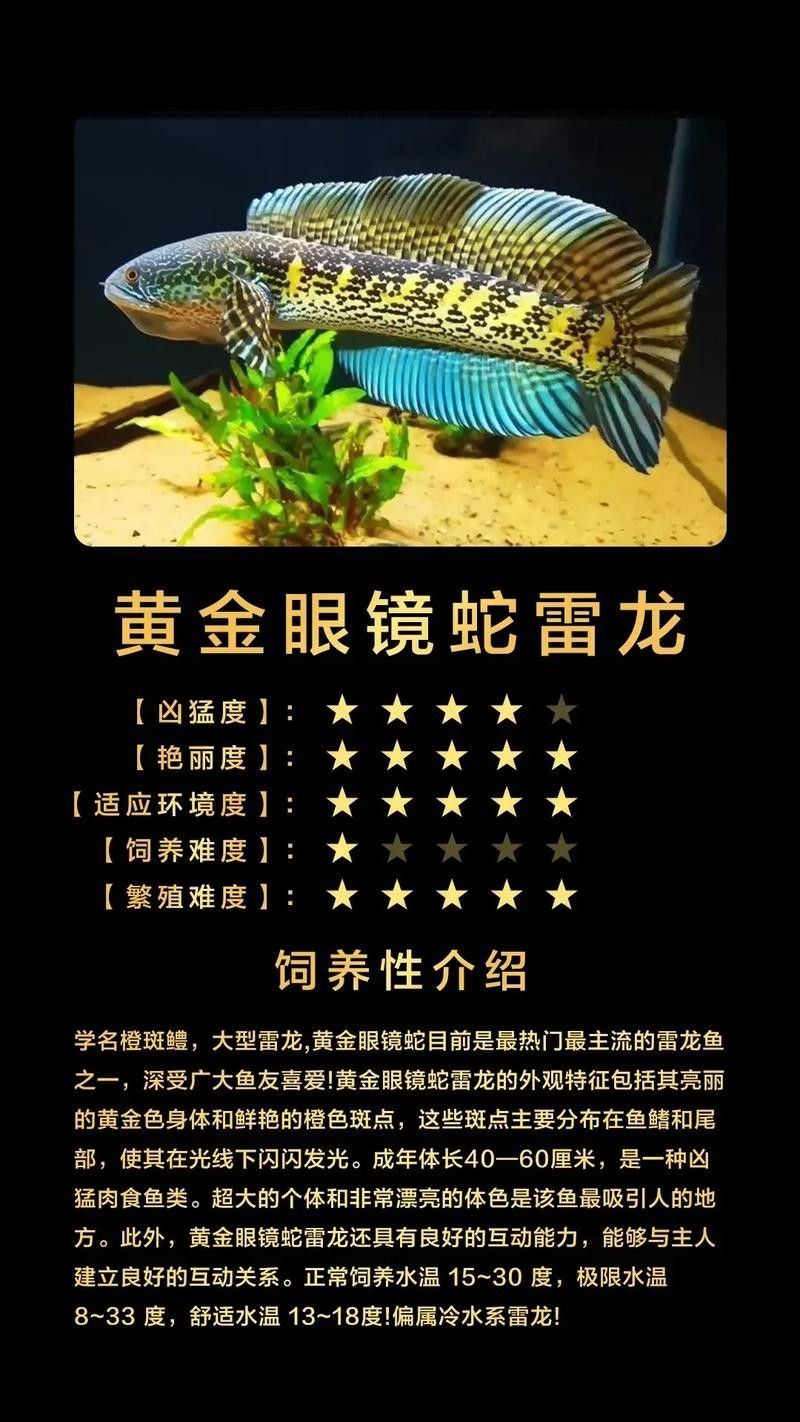 雷龍屬于龍魚嗎圖片欣賞