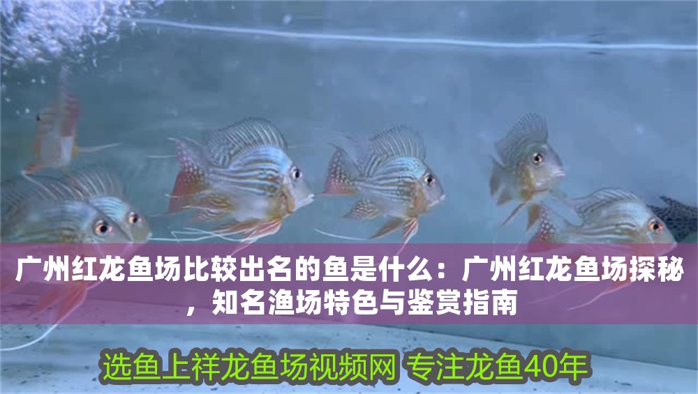 廣州紅龍魚場比較出名的魚是什么：廣州紅龍魚場探秘，知名漁場特色與鑒賞指南