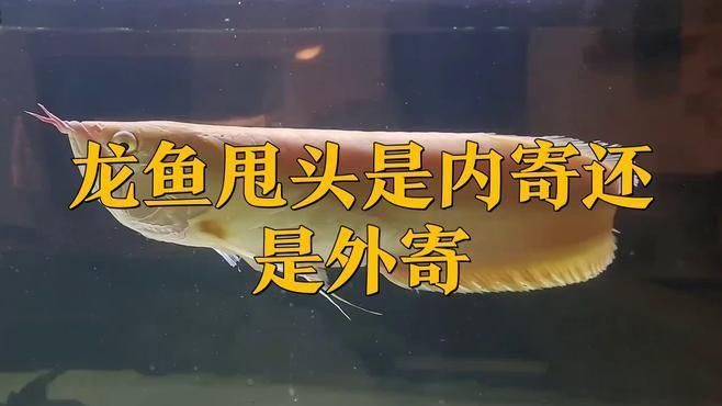 如何區分龍魚甩頭是內寄還是外寄？ 如何區分龍魚甩頭是內寄還是外寄？ 龍魚百科 第1張