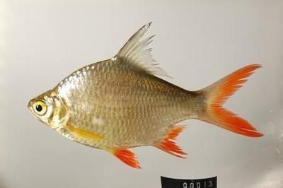 泰國大鯽魚配龍魚開以嗎