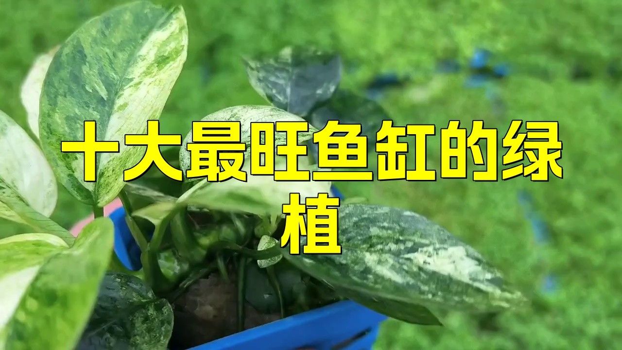 龍魚缸不養龍魚可以養什么植物