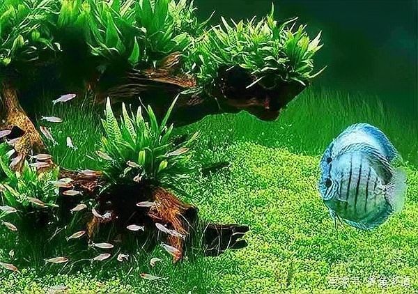 龍魚缸不養龍魚可以養什么植物
