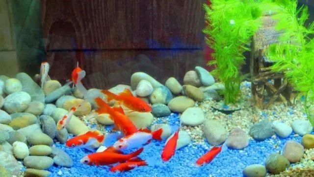 龍魚缸不養龍魚可以養什么植物
