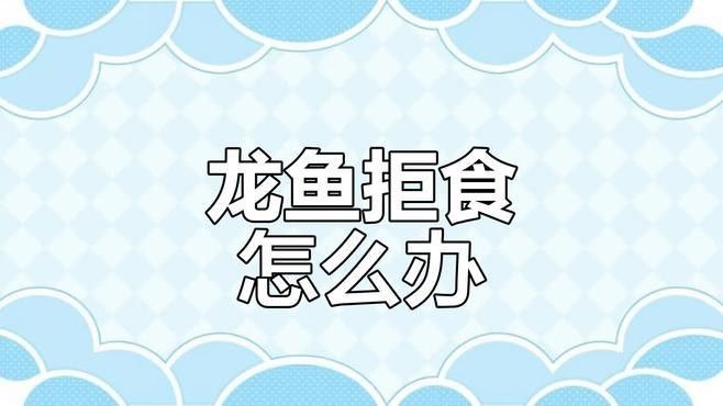 龍魚兩個月不吃食怎么回事 龍魚兩個月不吃食怎么回事 龍魚百科 第1張