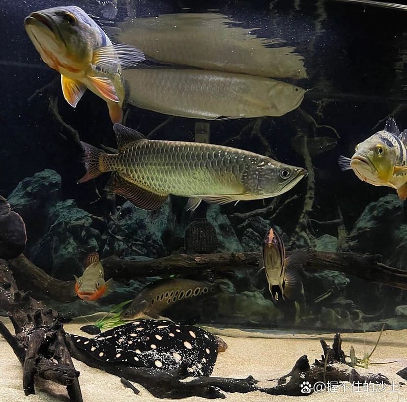 銀龍魚有什么品種 銀龍魚有什么品種 龍魚百科 第8張