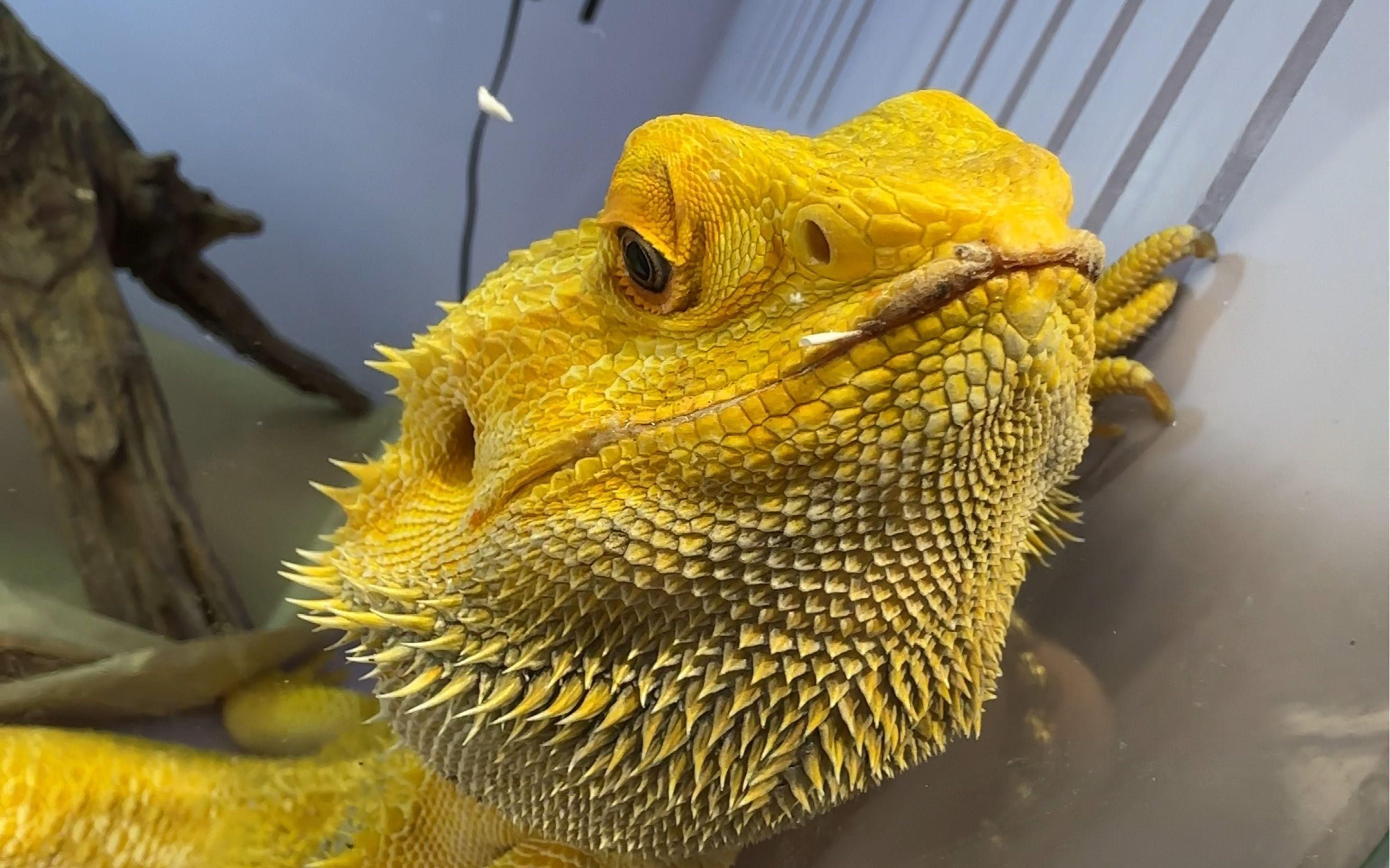 這兩種紅龍魚的價格差異大嗎？ 這兩種紅龍魚的價格差異大嗎？ 龍魚百科 第5張