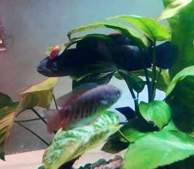 奶茶雷龍魚多大可以配對繁殖：奶茶雷龍魚在大約1歲左右的時候可以進行配對和繁殖