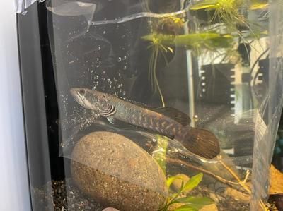奶茶雷龍魚多大可以配對繁殖：奶茶雷龍魚在大約1歲左右的時候可以進行配對和繁殖