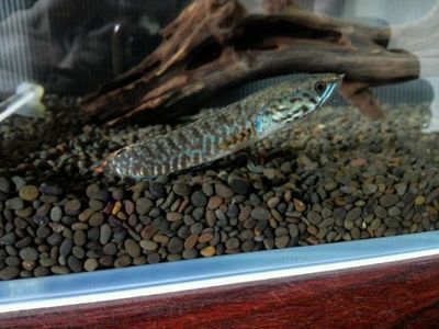 奶茶雷龍魚多大可以配對繁殖：奶茶雷龍魚在大約1歲左右的時候可以進行配對和繁殖