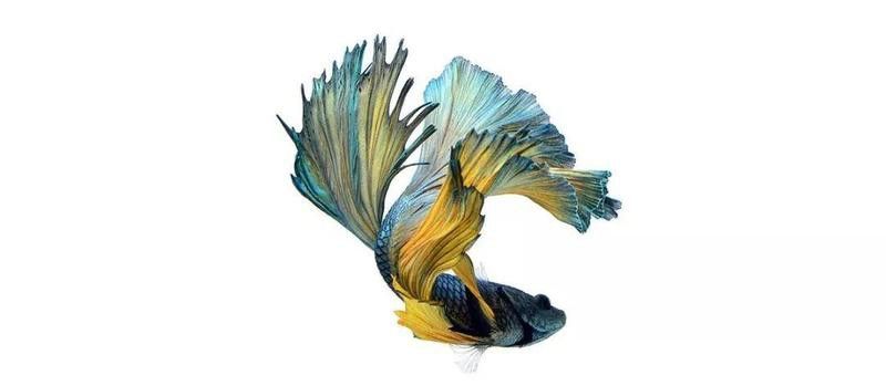 大嘴鯨吃龍魚視頻