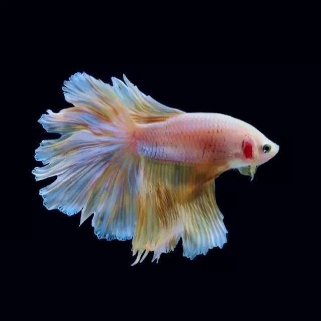 金龍魚(yú)照片