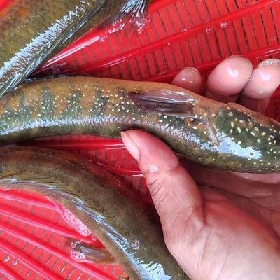 15公分龍魚好養嗎：15公分小龍魚的飼養方法