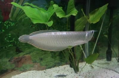 15公分龍魚好養嗎：15公分小龍魚的飼養方法