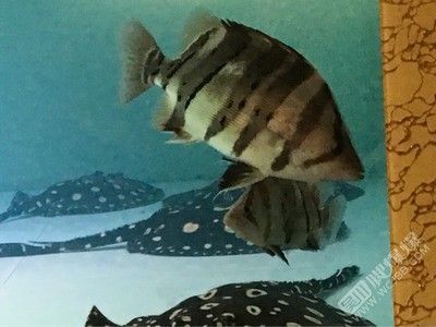 15公分龍魚好養嗎：15公分小龍魚的飼養方法
