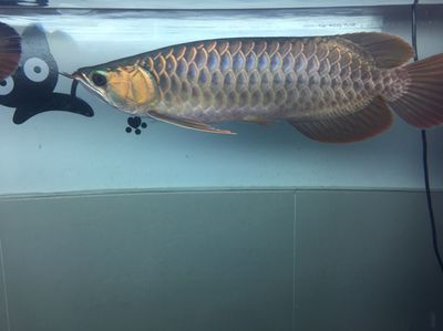 龍魚為什么一直磨缸（龍魚在魚缸底部長時間停留而不游動的現象是多種因素引起的）