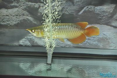 龍魚為什么一直磨缸（龍魚在魚缸底部長時間停留而不游動的現象是多種因素引起的）