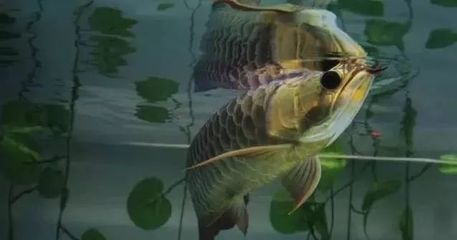 龍魚為什么一直磨缸（龍魚在魚缸底部長時間停留而不游動的現象是多種因素引起的）