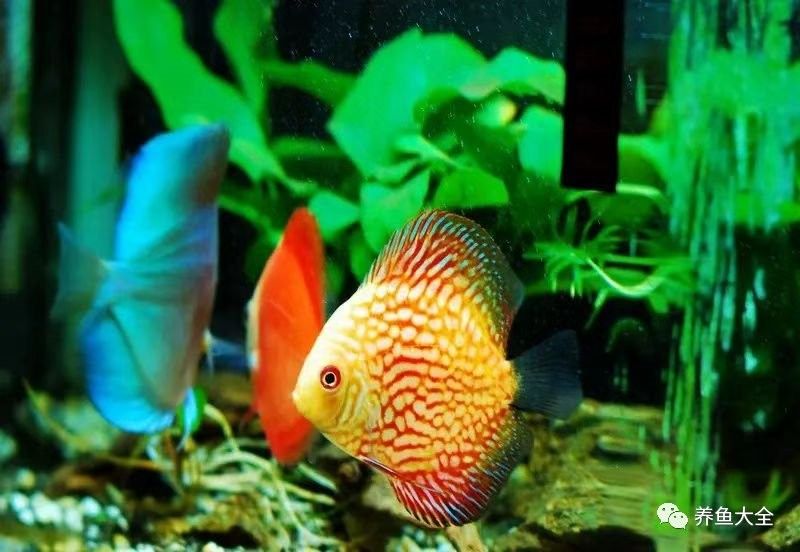 龍魚身上有白點可以加土霉素嗎