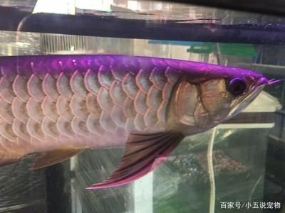金龍魚魚缸怎么換水：金龍魚換水的步驟和注意事項
