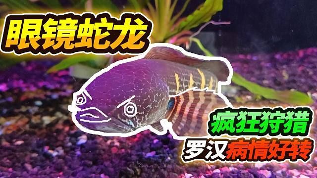 雷龍魚捕食:雷龍魚以其獨特的獵食技巧和行為聞名 龍魚百科 第4張 雷龍魚捕食:雷龍魚以其獨特的獵食技巧和行為聞名 雷龍魚捕食:雷龍魚以其獨特的獵食技巧和行為聞名 龍魚百科 第4張