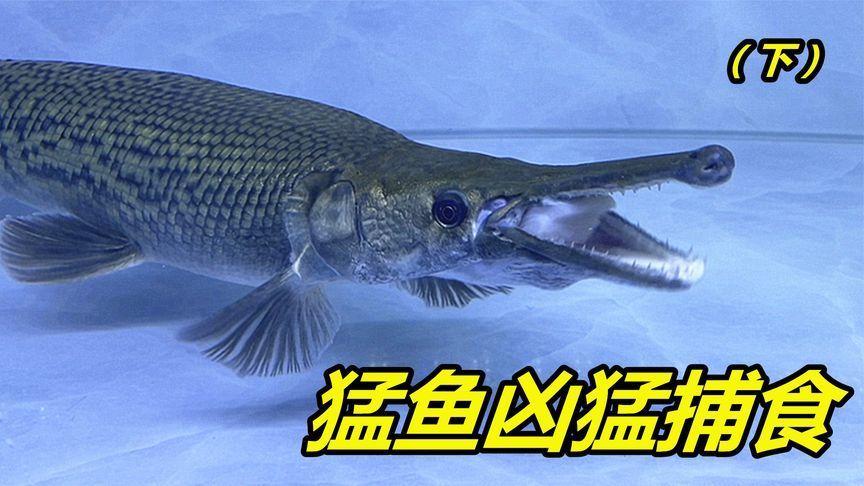 雷龍魚捕食:雷龍魚以其獨特的獵食技巧和行為聞名 龍魚百科 第3張 雷龍魚捕食:雷龍魚以其獨特的獵食技巧和行為聞名 雷龍魚捕食:雷龍魚以其獨特的獵食技巧和行為聞名 龍魚百科 第3張