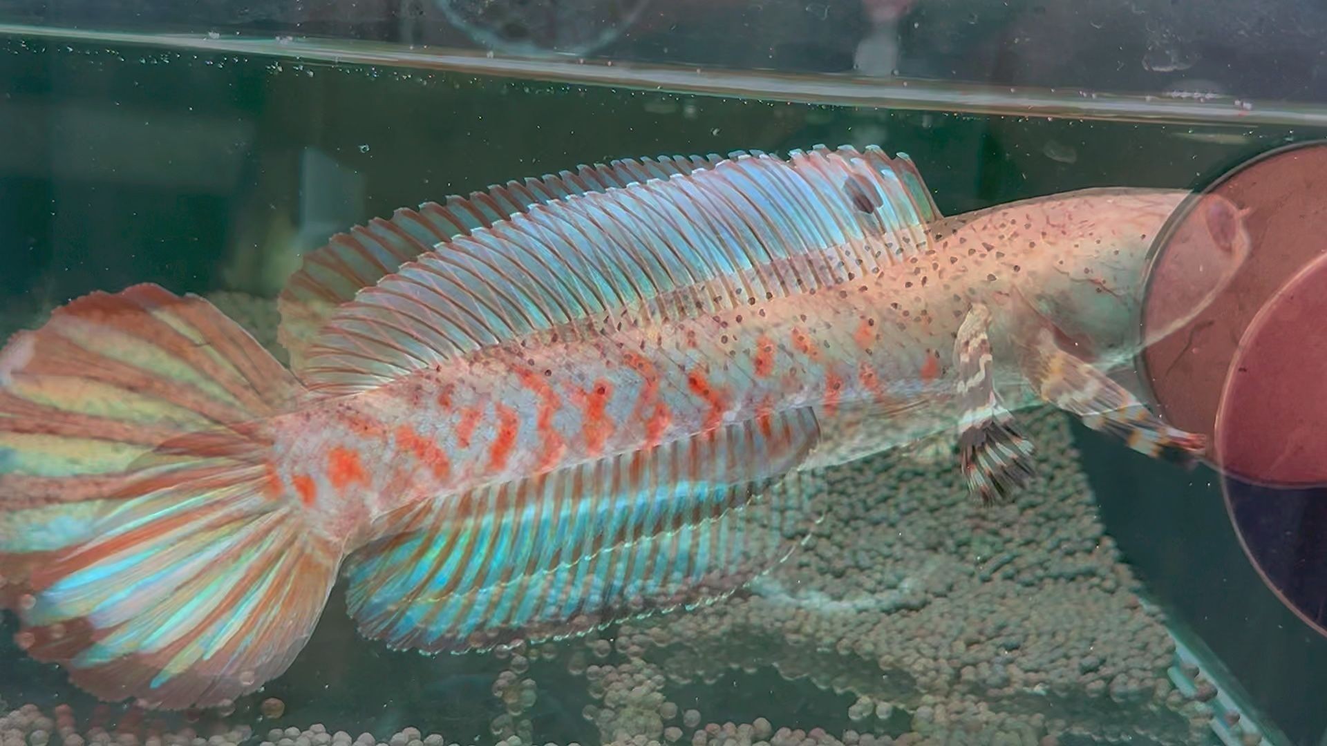 雷龍魚捕食:雷龍魚以其獨特的獵食技巧和行為聞名 龍魚百科 第2張 雷龍魚捕食:雷龍魚以其獨特的獵食技巧和行為聞名 雷龍魚捕食:雷龍魚以其獨特的獵食技巧和行為聞名 龍魚百科 第2張