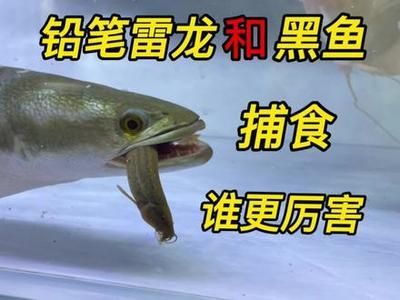 雷龍魚捕食:雷龍魚以其獨特的獵食技巧和行為聞名 龍魚百科 第5張 雷龍魚捕食:雷龍魚以其獨特的獵食技巧和行為聞名 雷龍魚捕食:雷龍魚以其獨特的獵食技巧和行為聞名 龍魚百科 第5張
