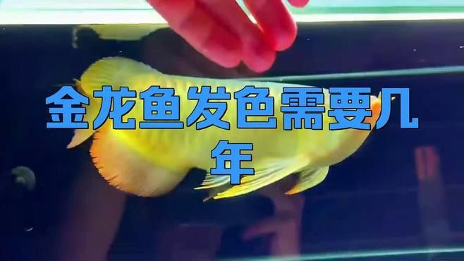 金龍魚上色需要多長時間？ 金龍魚上色需要多長時間？ 龍魚百科 第1張