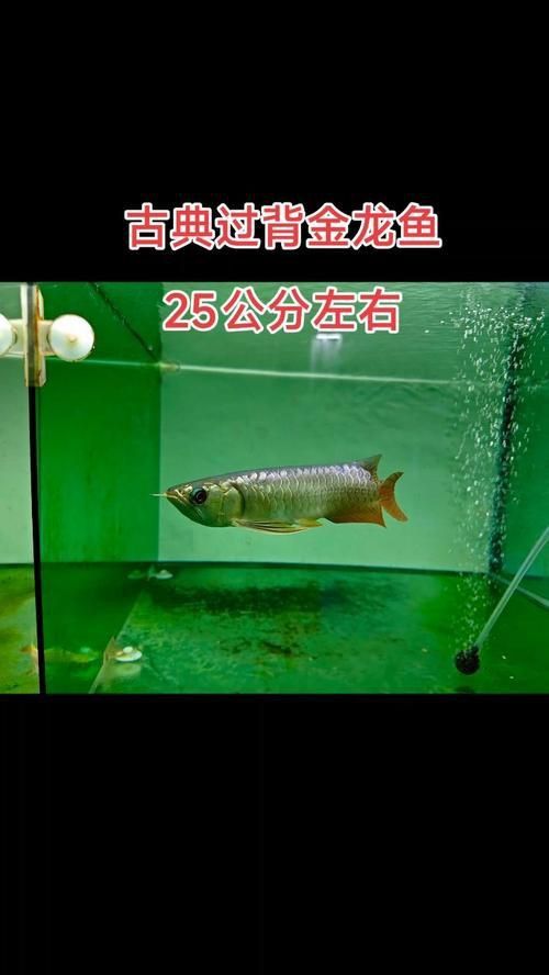 能否提供幾張古典過背金龍魚圖片？