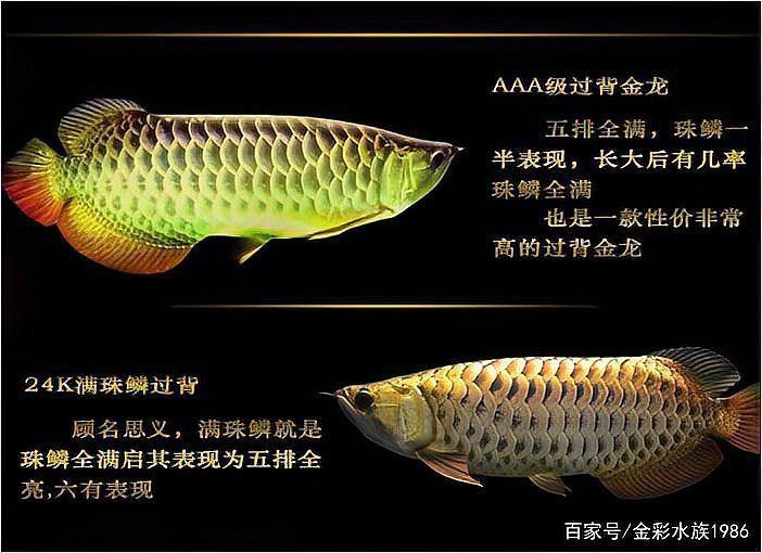 能否提供幾張古典過背金龍魚圖片？