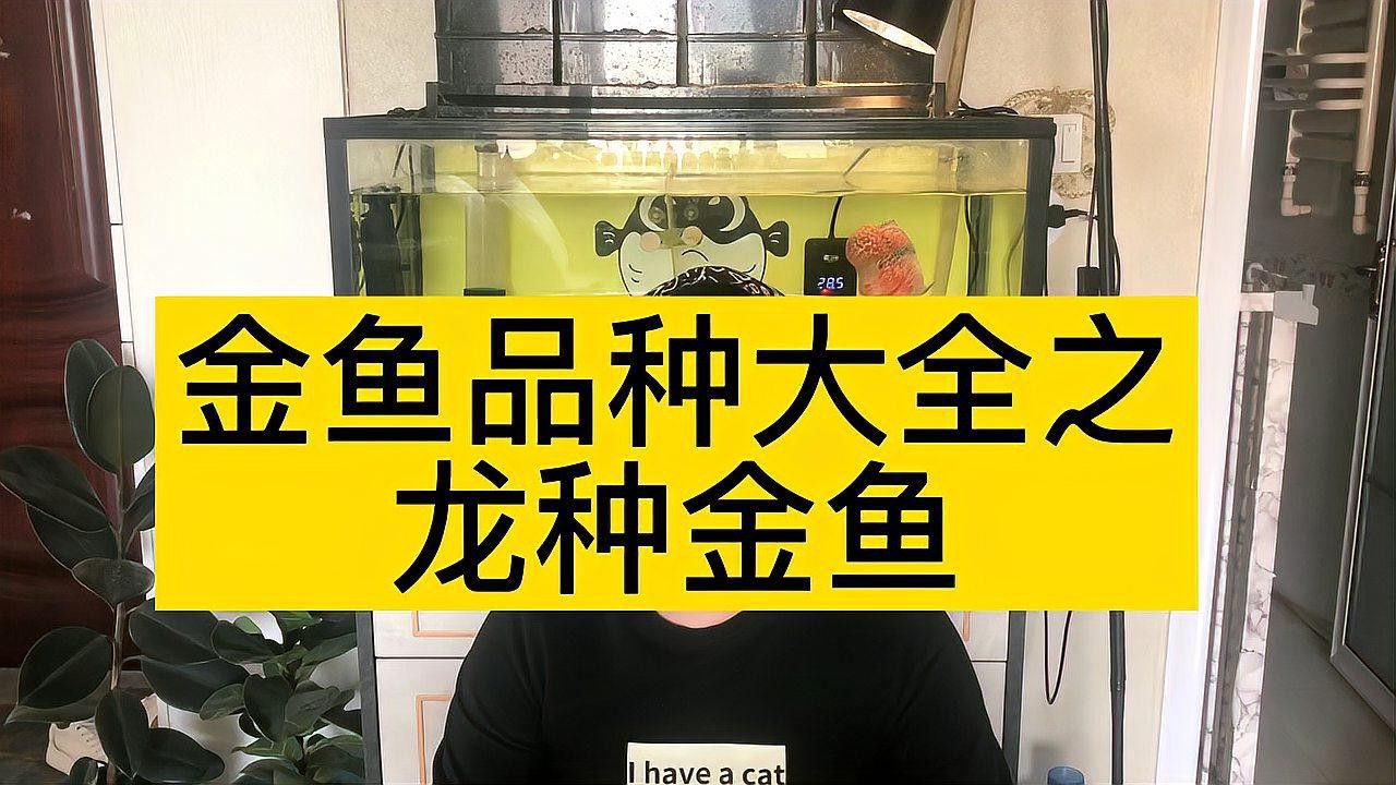 如何挑選名品龍種金魚 如何挑選名品龍種金魚 龍魚百科 第1張