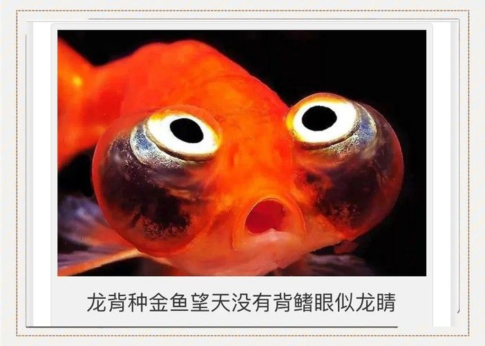 如何挑選名品龍種金魚 如何挑選名品龍種金魚 龍魚百科 第9張