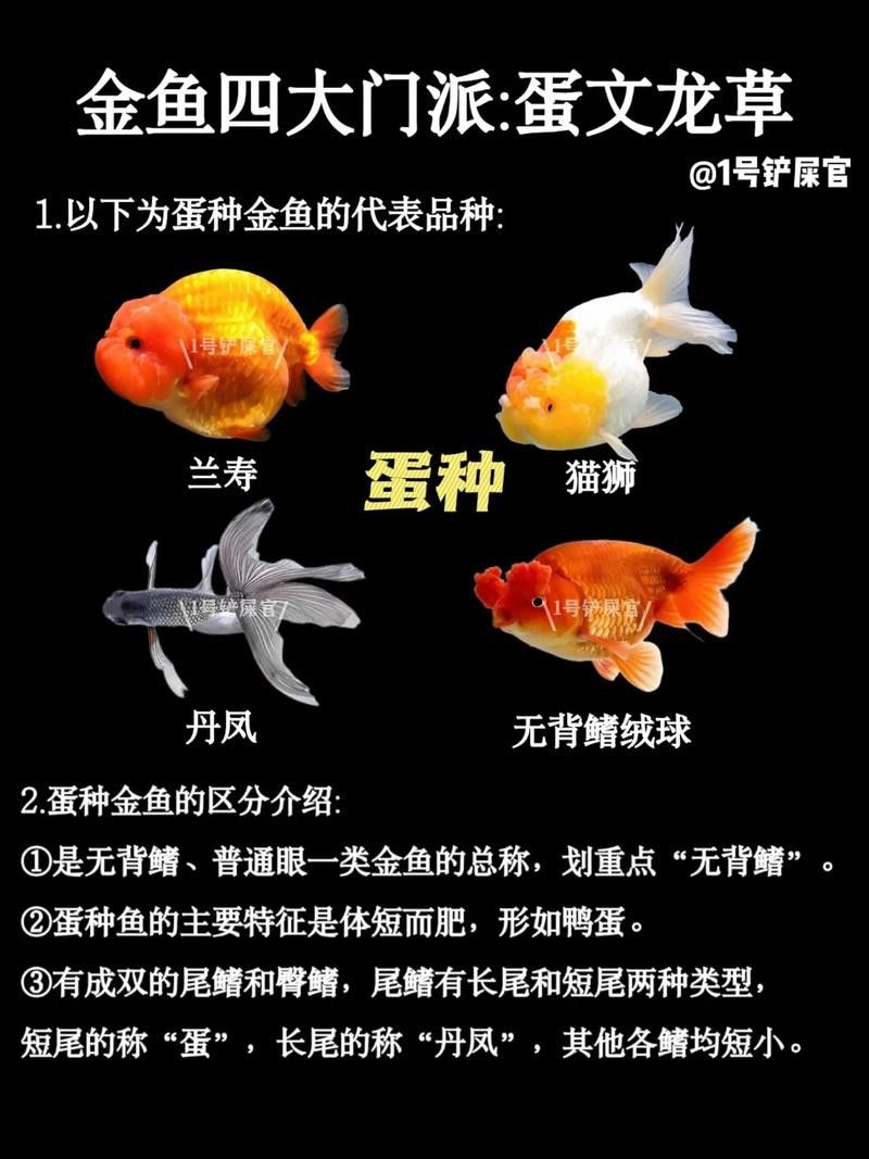 如何挑選名品龍種金魚 如何挑選名品龍種金魚 龍魚百科 第10張