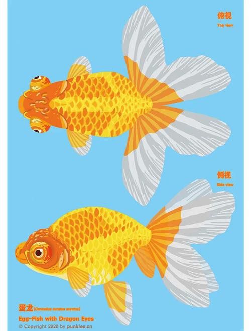 如何挑選名品龍種金魚 如何挑選名品龍種金魚 龍魚百科 第6張