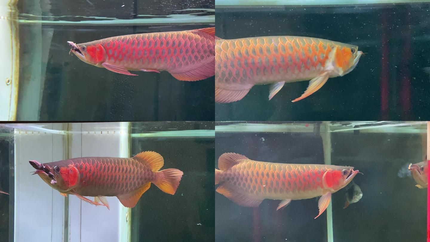 紅龍魚幼魚喂食時間安排：紅龍魚幼魚喂食時間安排：紅龍魚幼魚喂食時間安排