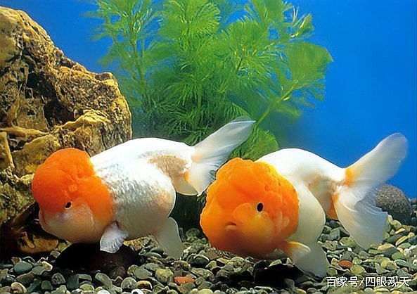 如何選擇適合過背金龍魚的水草？