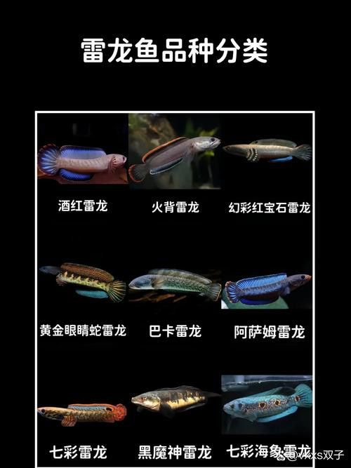 巨型雷龍魚圖片