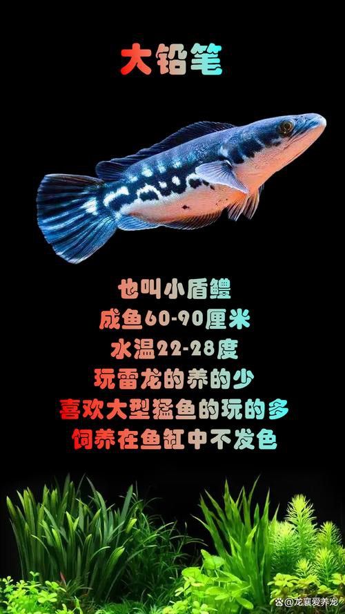 巨型雷龍魚圖片
