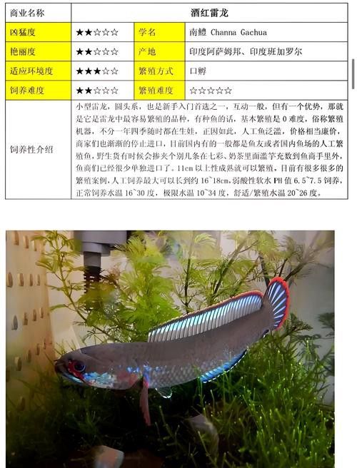 巨型雷龍魚圖片