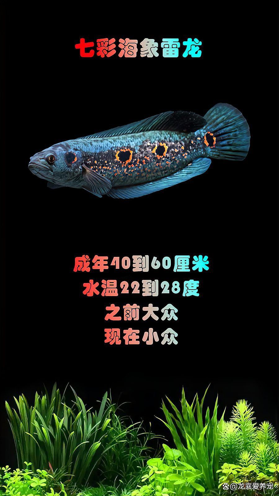 巨型雷龍魚圖片