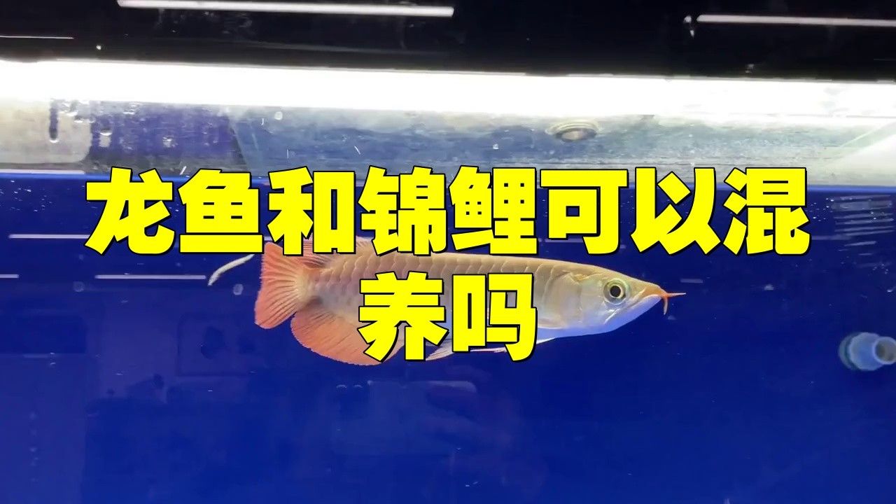 金龍魚能跟錦鯉混養嗎 金龍魚能跟錦鯉混養嗎 龍魚百科 第1張