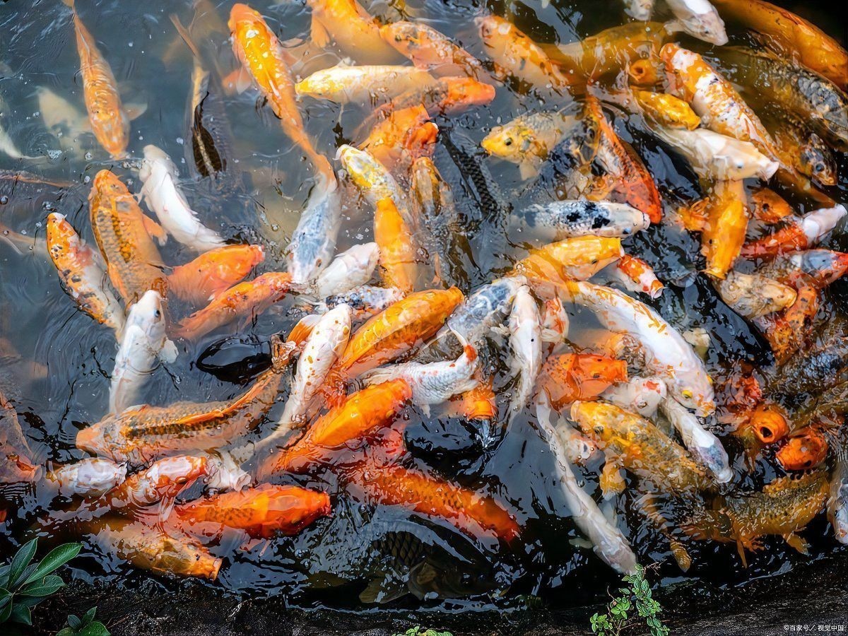 金龍魚能跟錦鯉混養嗎 金龍魚能跟錦鯉混養嗎 龍魚百科 第4張