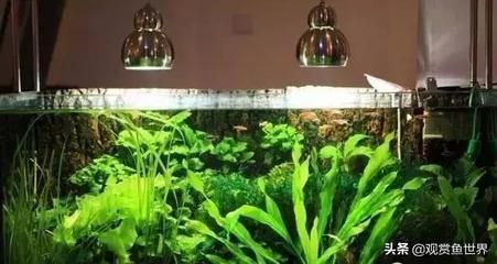 龍魚運輸需要麻藥嗎：龍魚運輸前的準備工作有哪些龍魚運輸前的準備工作有哪些