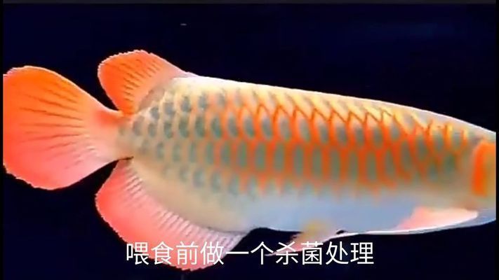 龍魚怎么喂活食，如何喂養(yǎng)龍魚活食，龍魚活食喂養(yǎng)的最佳時(shí)段時(shí)間段